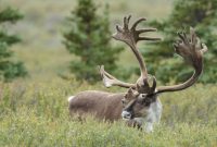 Le caribou du grand nord